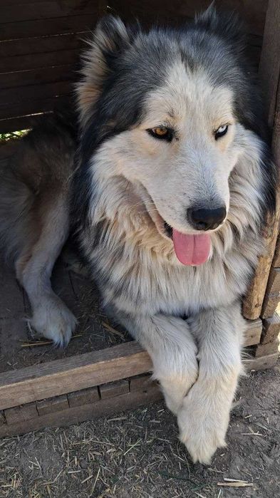 Dau spre adopție câine metis Husky (mascul) , talie medie-mare