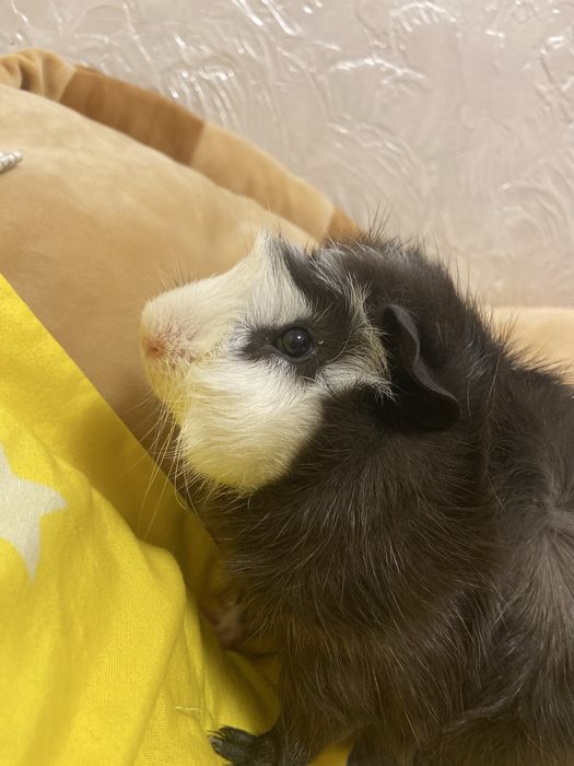 Продам морскую свинку