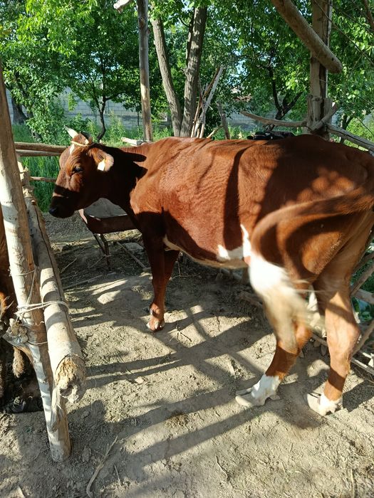 Sigir 2 ta tuqqan yosh semiz  qisir sigir sotiladi