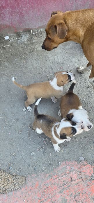 Sotiladi srochna , 5 ta nar 3 ta modda