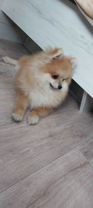 Продам помиранского шпица