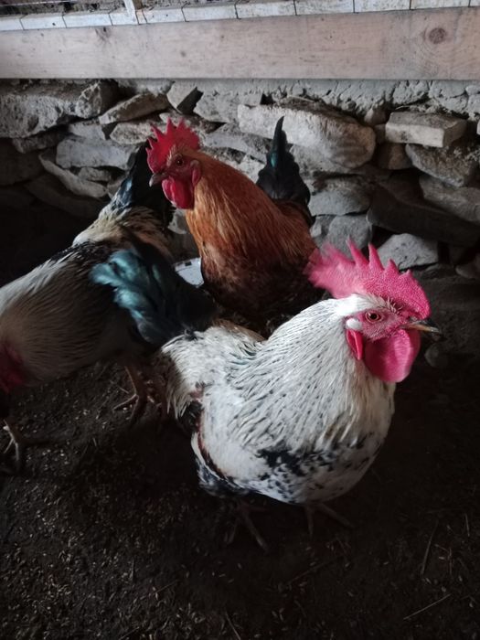 Продам молодой петух