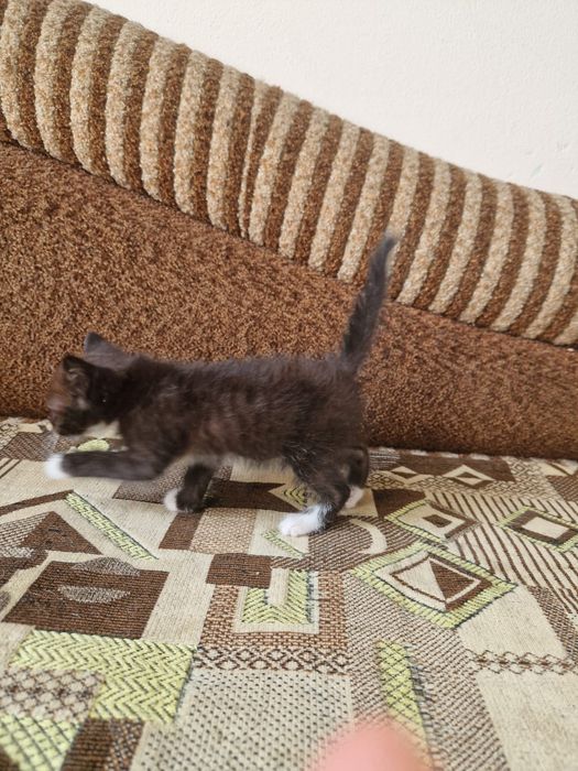 Котята мальчик, девочка