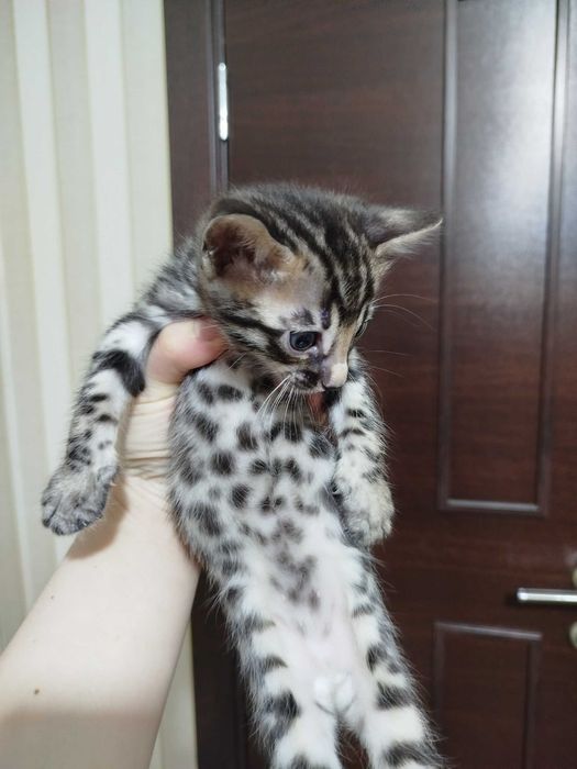 Toza qon bengal mushuklari sotiladi 1,5 oylik latok biladi korm yidi