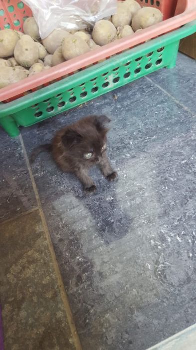 Отдам котят в хорошие руки