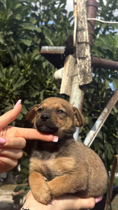 Dau spre adoptie acest catelus de talie mica !