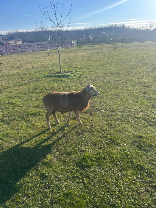 Berbecuti de Camerun