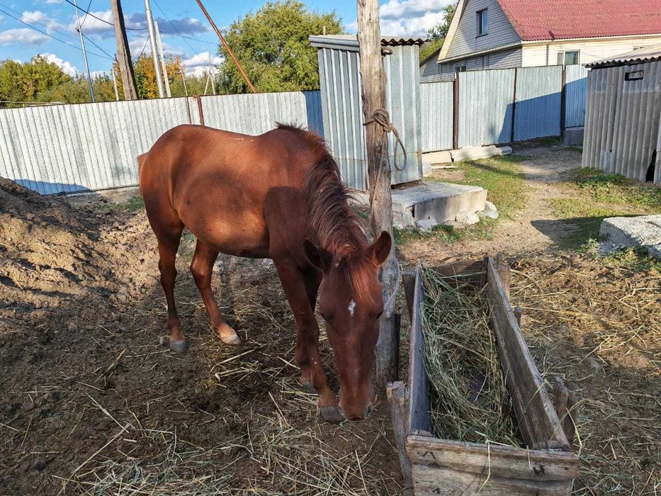 Конь 3 года, Жеребец.