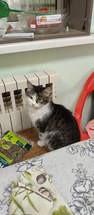 Отдам домашних котят
