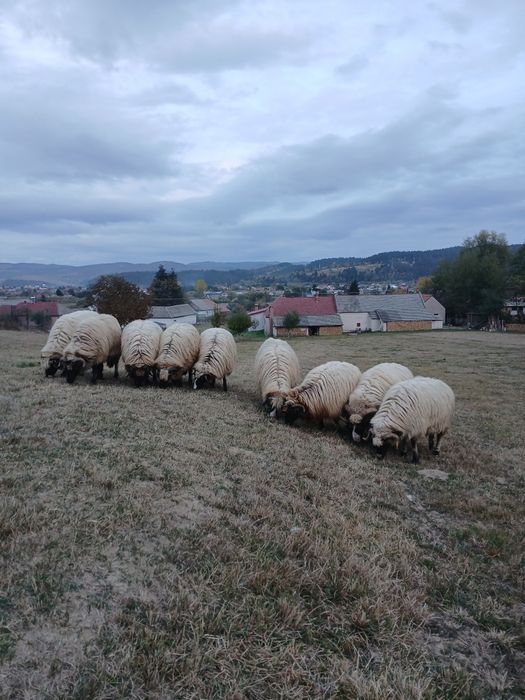 Dacă place la careva sunt de vânzare