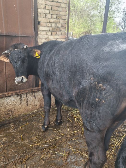 Срочно продам две коров