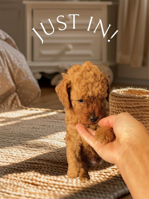 Мини пудели търсят стопани