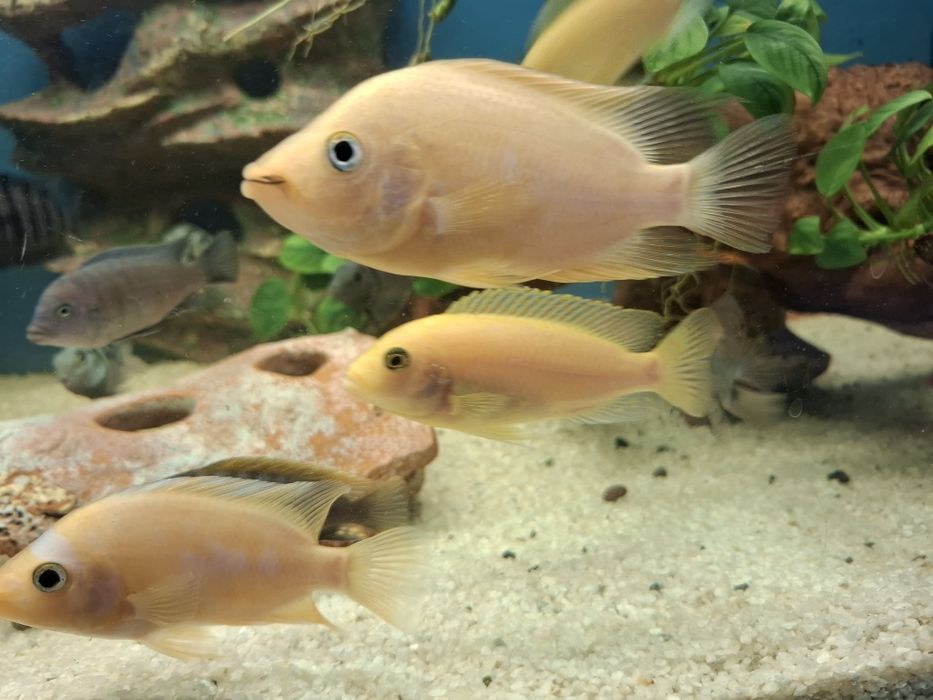 Срочно  обменяю рыбок 4 шт