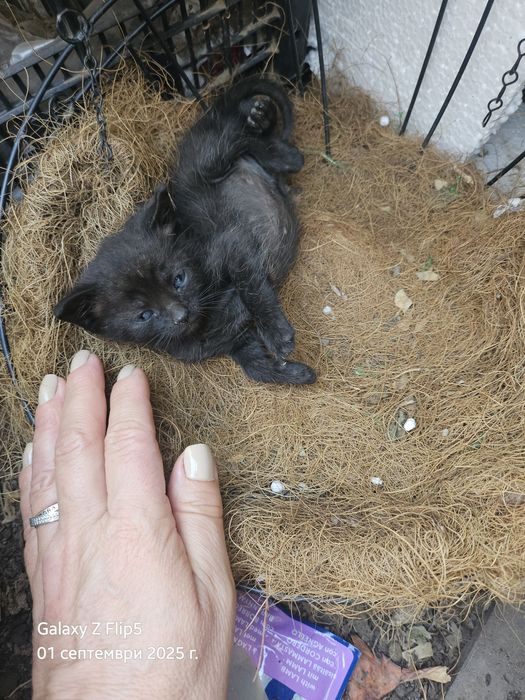 Подарявам котета