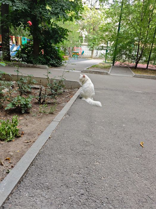 Отдам кота в добрые руки
