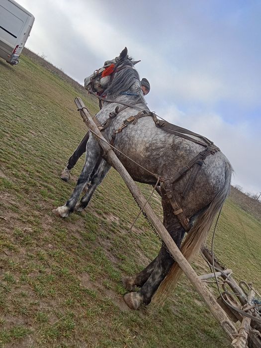 Vând iapa de 6 ani garatata de pădure lemn pe jos fac schib