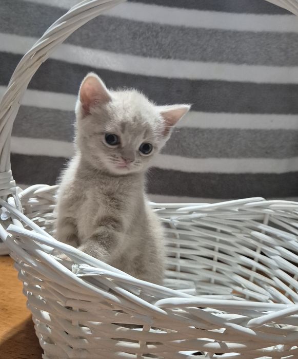 Продам шотландских чистопородных котят!!!