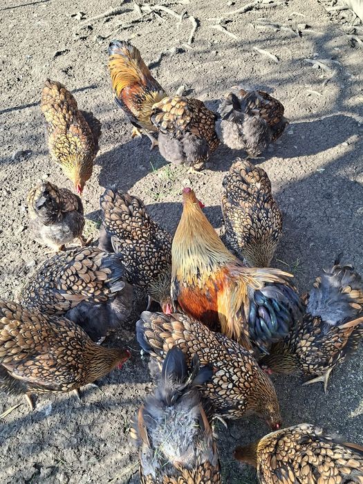 Vand gaini wyandotte  gsg