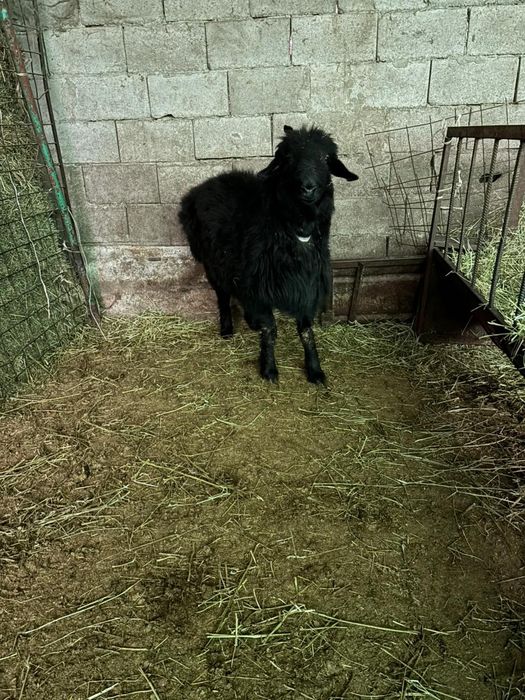 Қойдар сатамын .