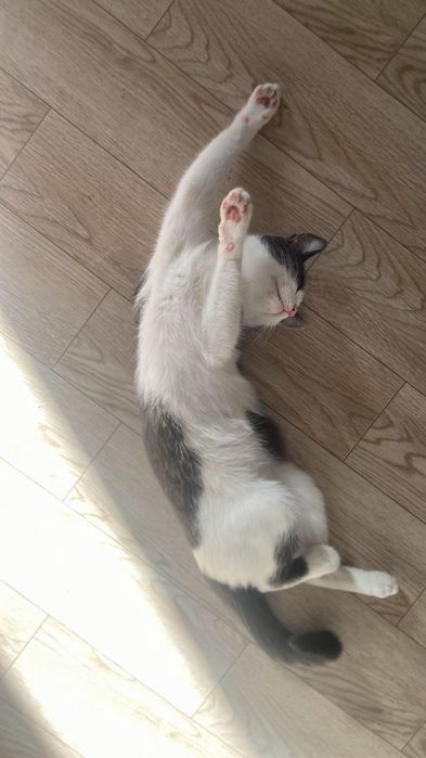 Отдам кошечку в добрые руки