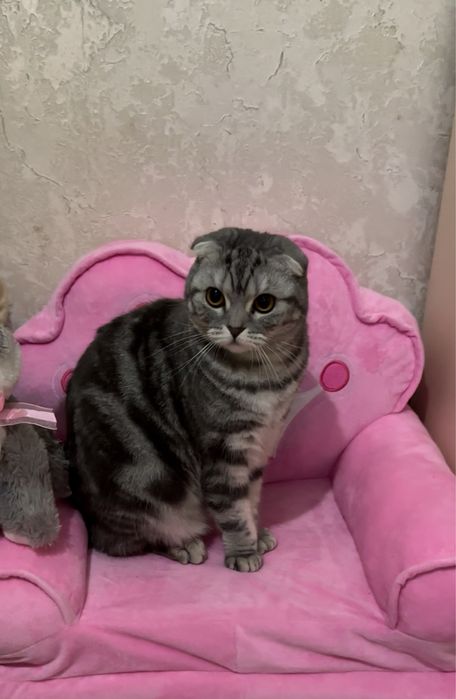 Ищем кота Шотландца Прямоухого или Британца