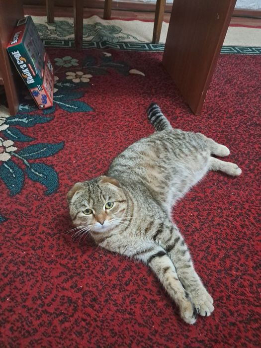 Кошка скотиш фолд