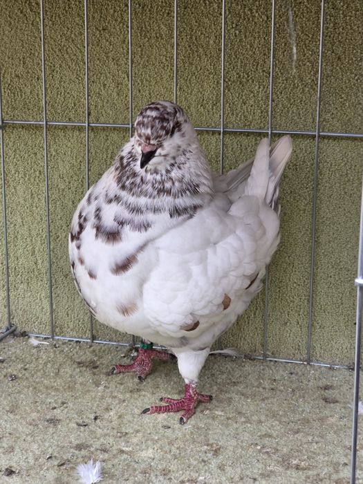 Porumbei King de vanzare
