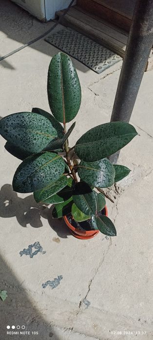 Продаем фикусы черный принц