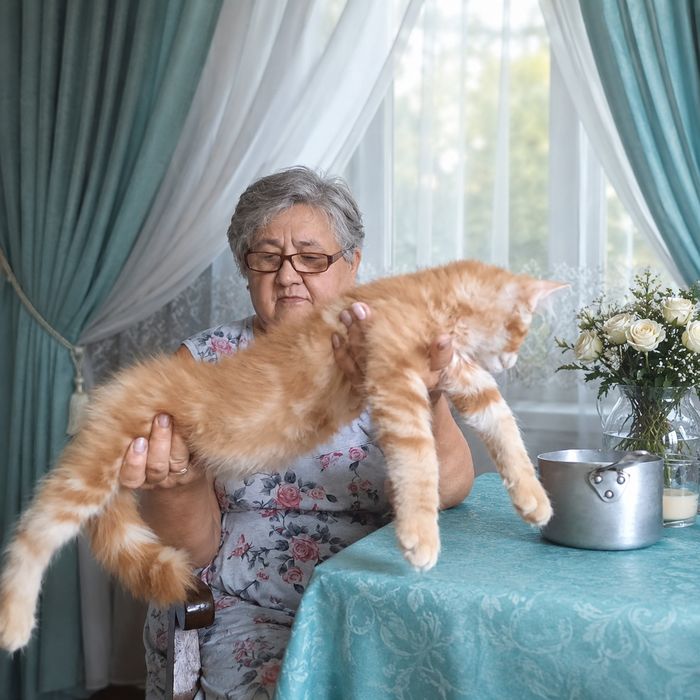 Мэйн кун котята продам