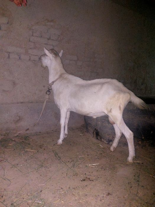 Zotdor echki sotiladi