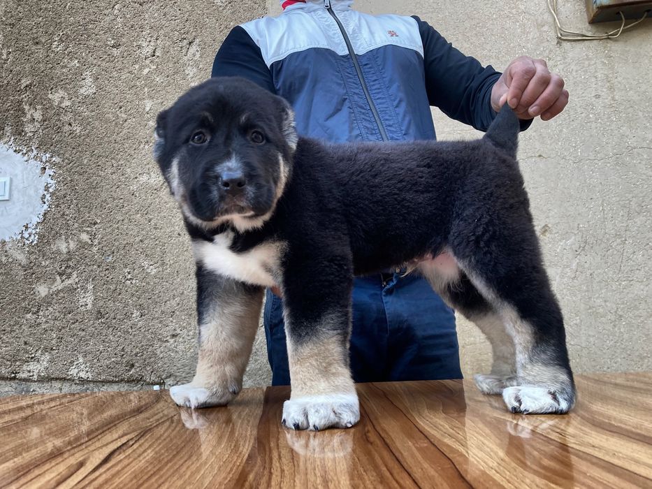 Щенок Алабая Супер Гигант ) чистокровный