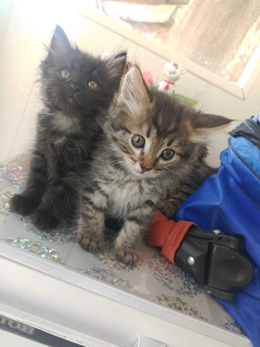 Котята в хорошие руки