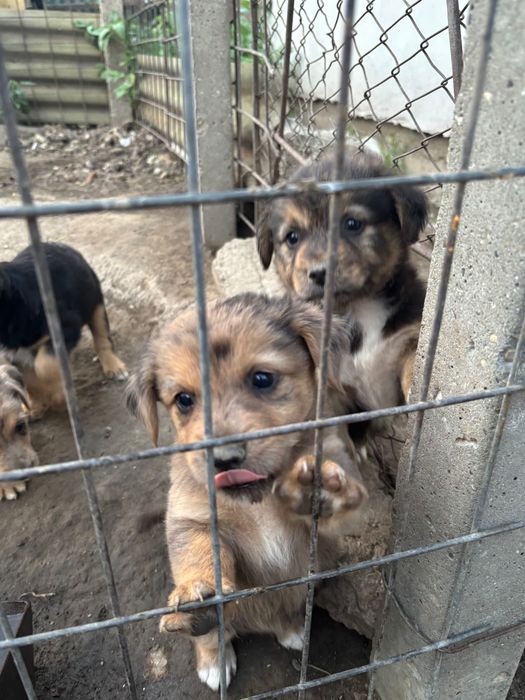 Caini spre adopție
