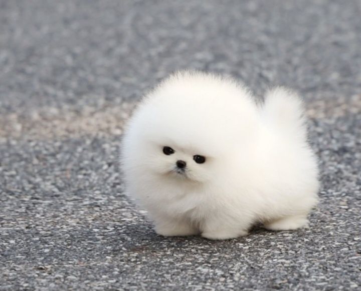 Pomeranian mini toy