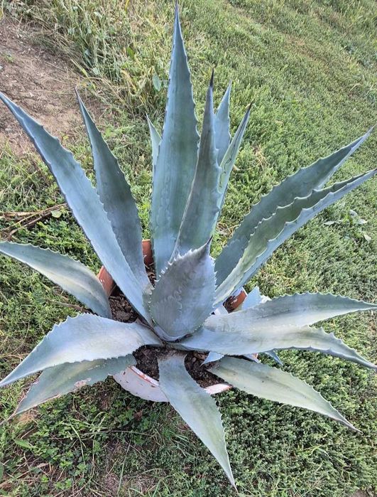 Agave plante ....