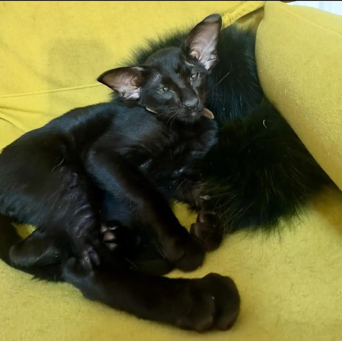 Ориентальные котята