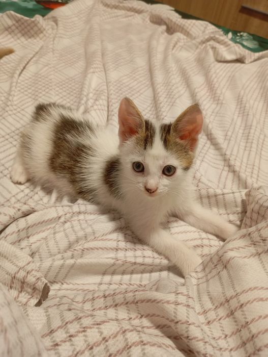 2 motanei spre adoptie