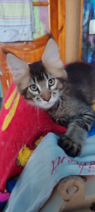 Продам котенка мальчика Мейн-Кун. С документами.