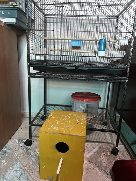 Жақында жұмыртқалайды екеуіде