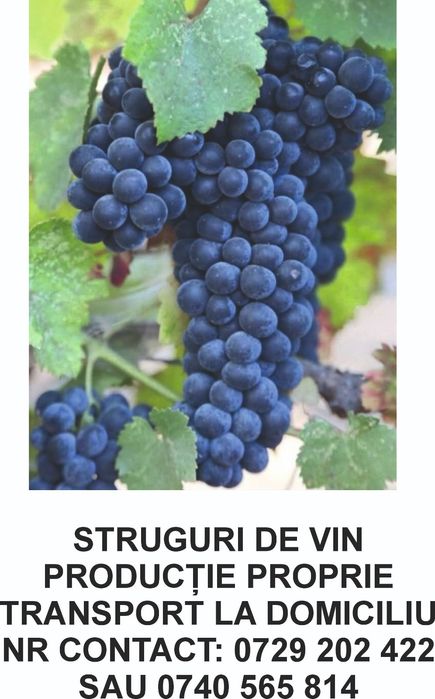 Struguri de vin direct din Vrancea
