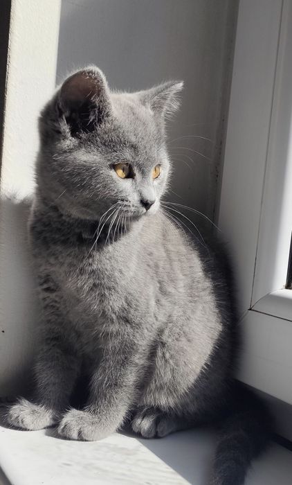 Motanel British Shorthair