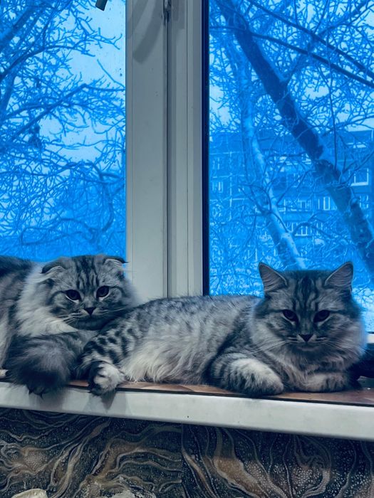 Продам котят чистокровные