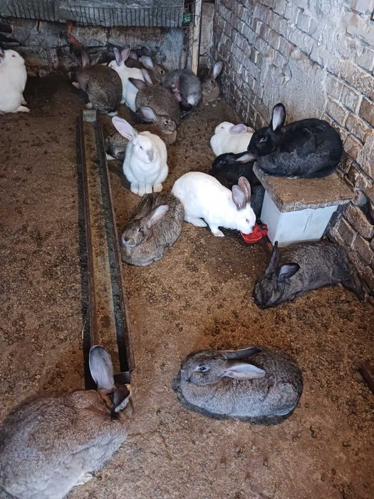 продавам зайци- женски