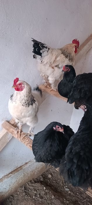 Қораз, әтеш, петух