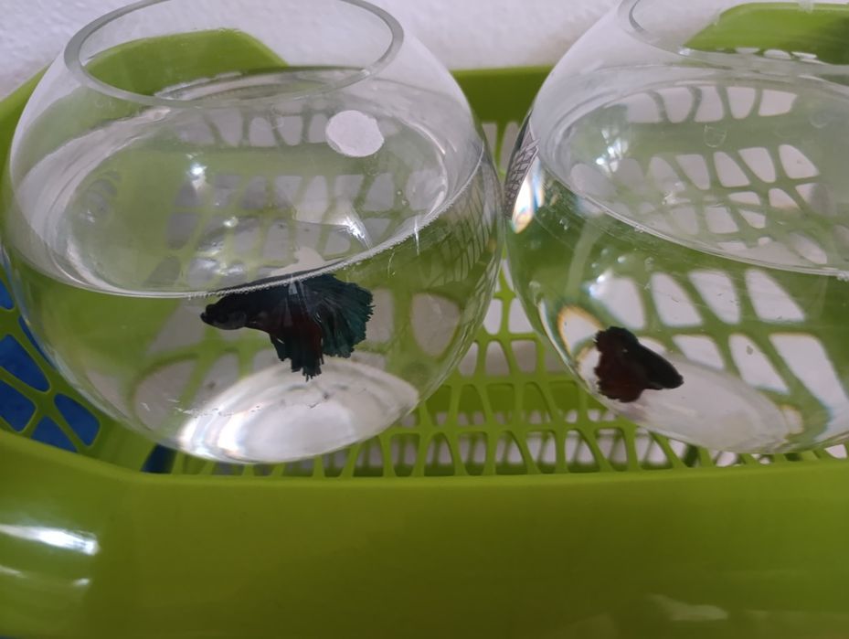 2 аквариума с рыбками за 10000