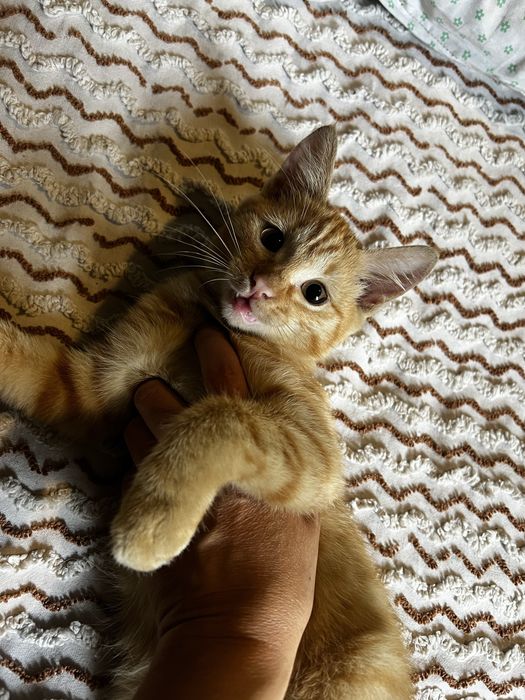 Отдам котенка рыжик