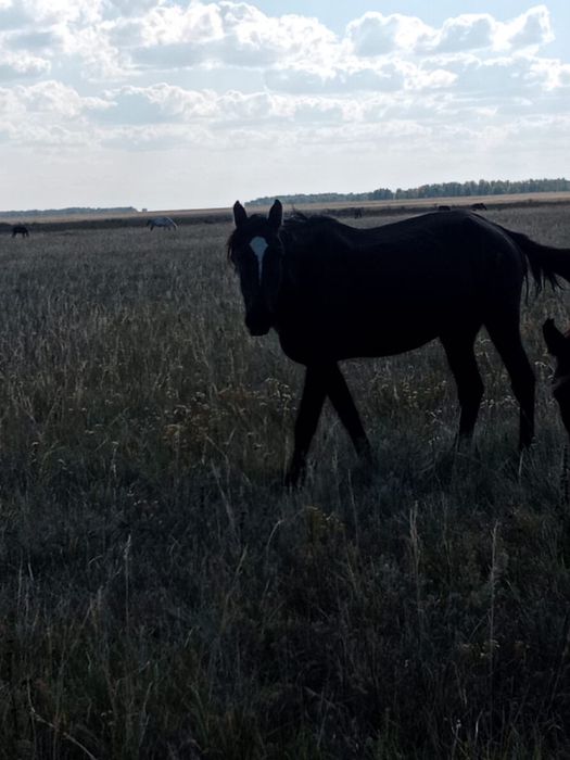 Продам кобылу 4,5 года