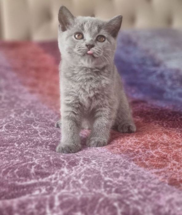British shorthair 2 luni