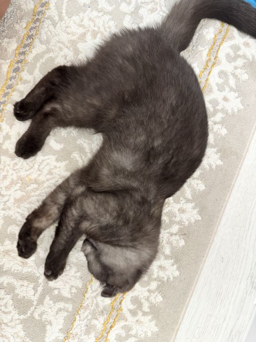 Шотланский кошка продается