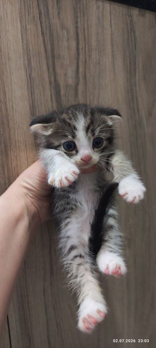 Котята бесплатно